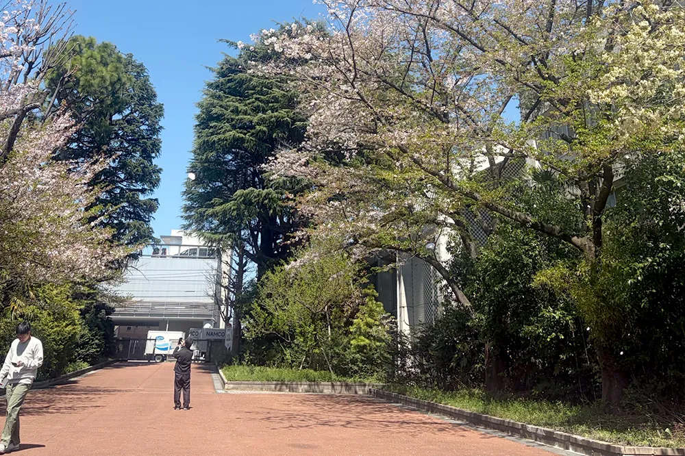 校門から校舎へ続くアプローチ沿いには桜があり、春の開花シーズンには美しい景色が広がります